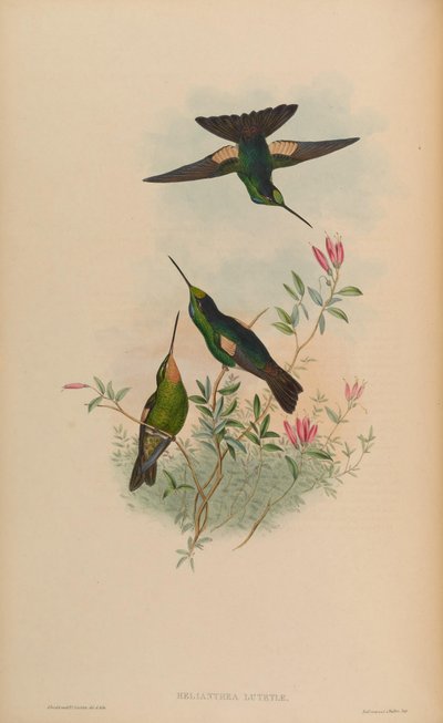 Helianthea lutetiae = Coeligena lutetiae - John Gould